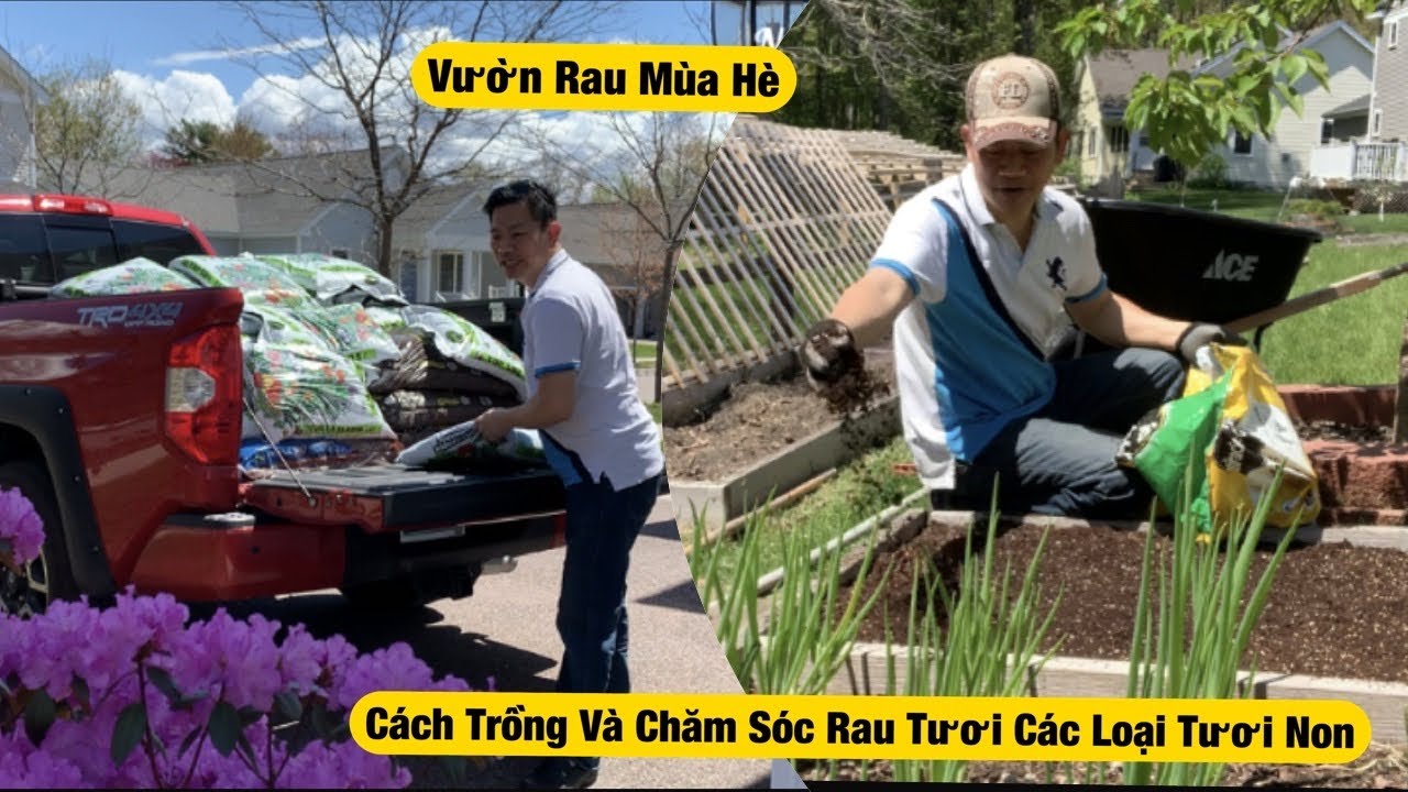 Cách Trồng Các Loại Rau ,Tươi Non Giấp Cá ,Ngò Rí,Ngò Gai ,Rau Thơm,Rau Muốn ....
