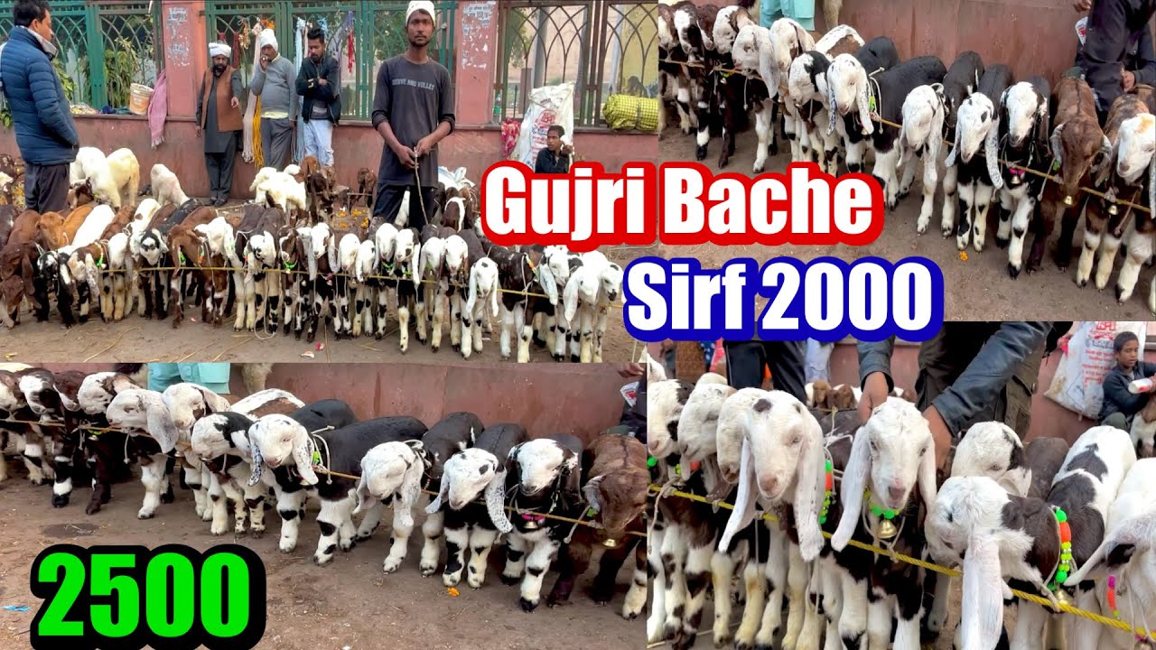 नींबू पार्क बकरा मंडी लखनऊ यूपी || Lucknow Bakra Mandi Uttar Pradesh 5 Jan