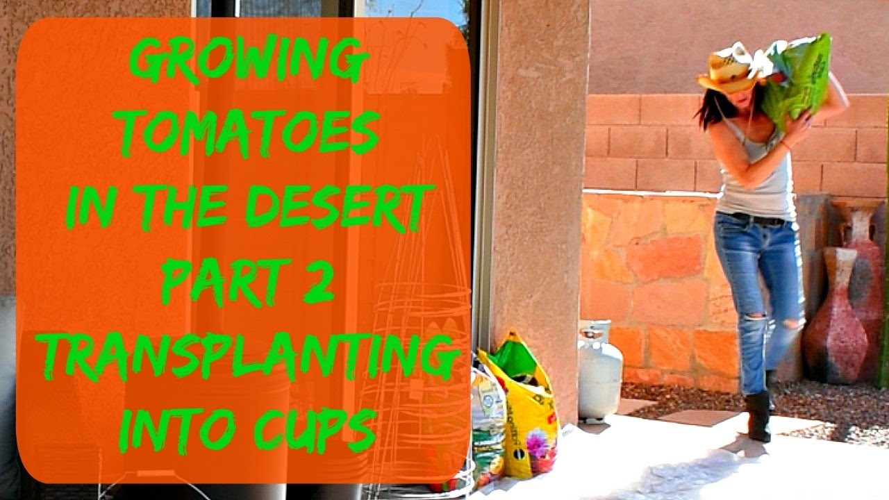 Growing Tomatoes From Seed In Arizona - Planting Tomato Seedlings In Cups - Watering & Fertilizing