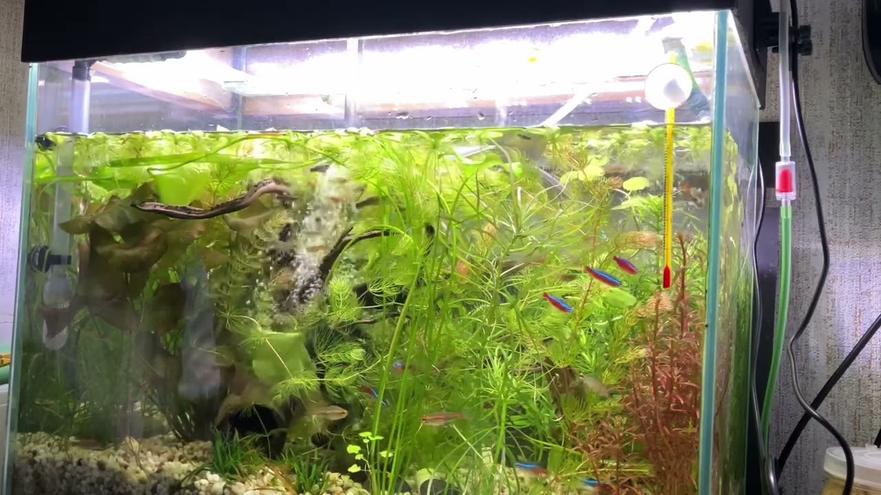Простой аквариум для начинающих аквариумистов 🐠🐠🐠