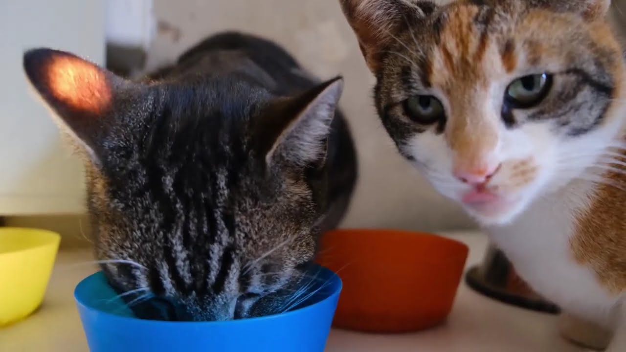 Purrfectly Healthy: Top Cat Care Tips!