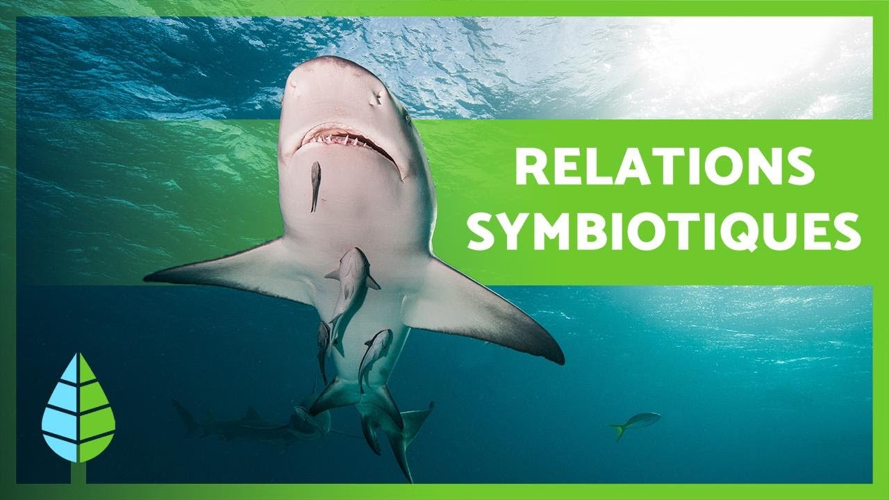 Qu'est-ce que la SYMBIOSE ? 🐠🦐 Mutualisme, Commensalisme, Parasitisme + EXEMPLES 🐦