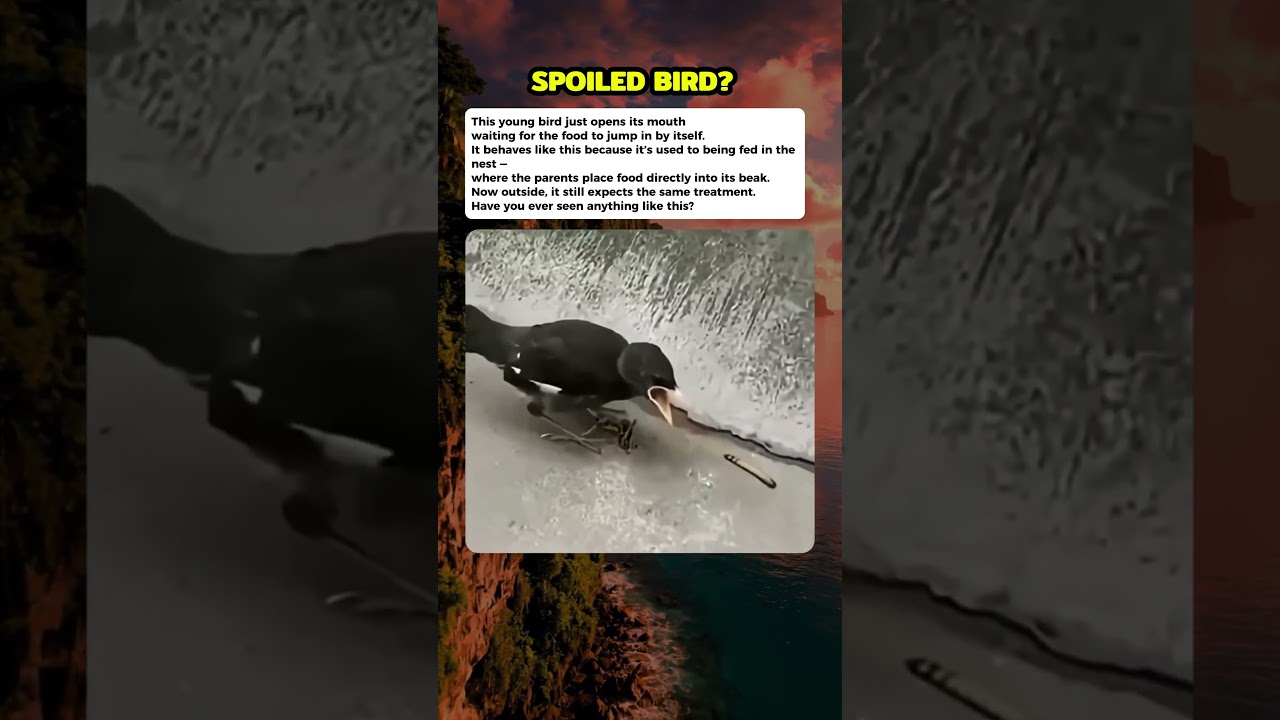 A baby bird #curiosity #mistery