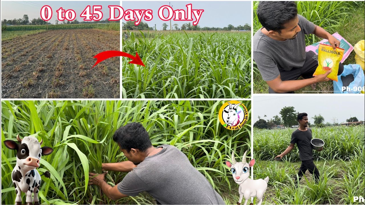 Super Napier Grass // Bangladeshi Half Red Napier Grass