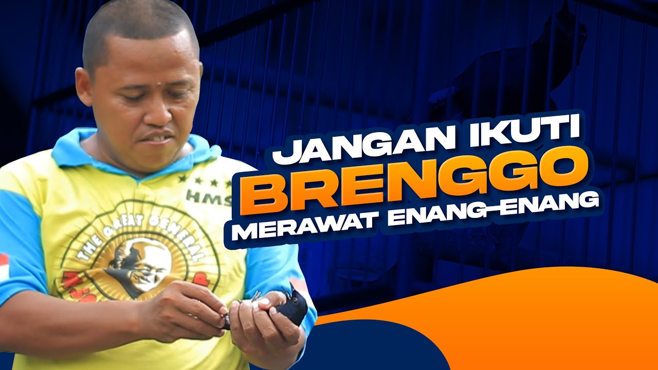 JANGAN IKUTI BRENGGO 😱😱 Merawat KAcer Enang-Enang