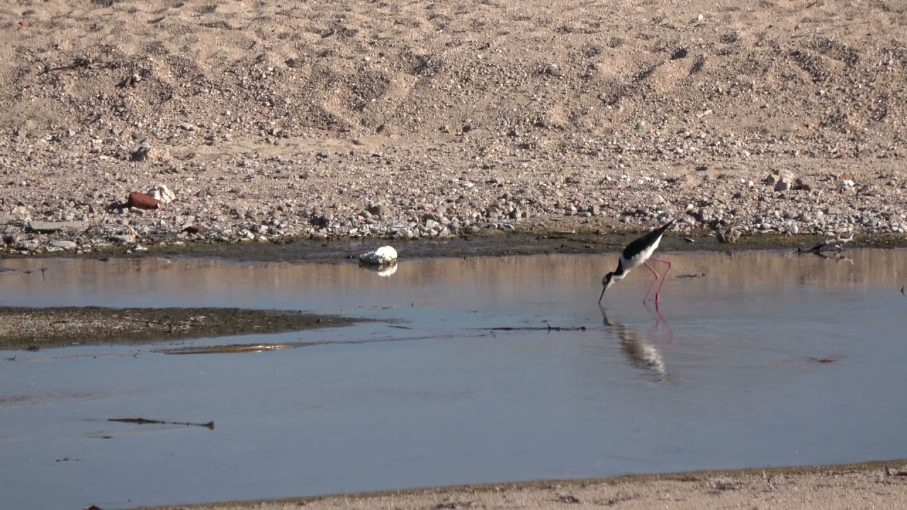 Naturaleza y aves de Argentina - Tero real