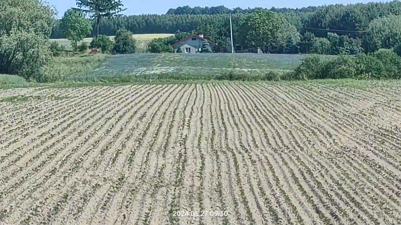 soja siew 7 maja, przegląd