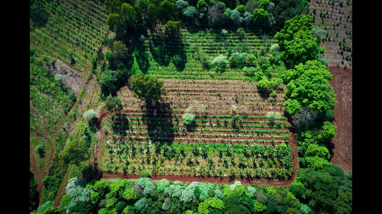 AGROFLORESTA, YERBA MATE y MEDICINA NATURAL · Las Orttigas, El Soberbio, Misiones