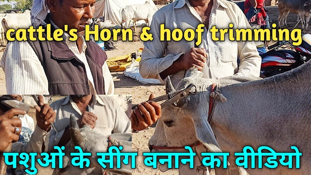 पशुओं के सींग व खुर को सुन्दर बनाया| Horn & Hoof trimming of cattle