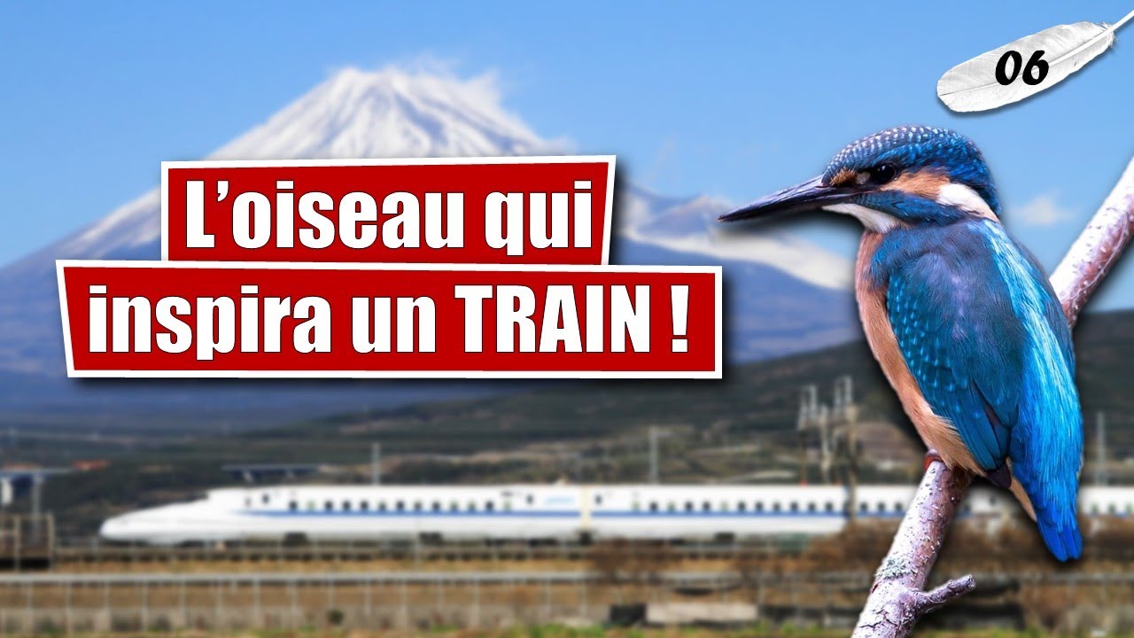 Comment le Martin-pêcheur d'Europe donna naissance au légendaire Shinkansen ? - LLT #06