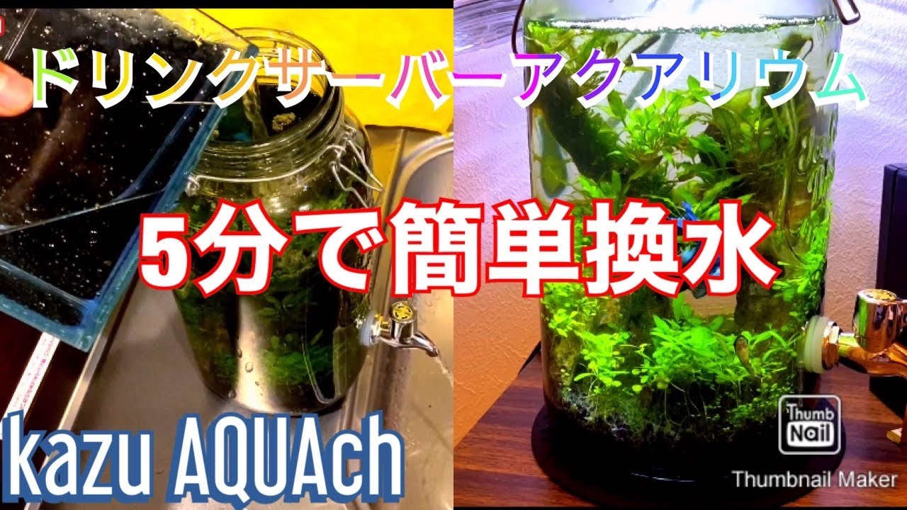 【アクアリウム】5分で簡単換水編　ドリンクサーバーで立ち上げたボトルリウム【kazu AQUAch】
