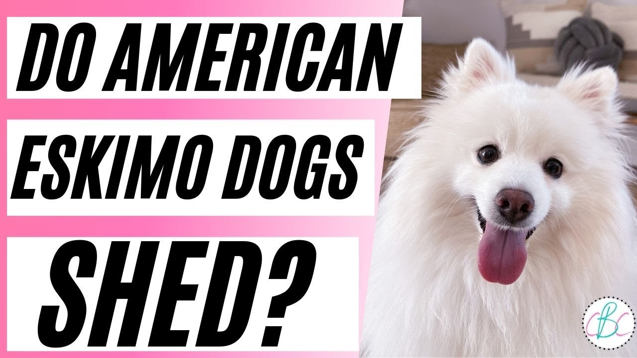 Do American Eskimo Dogs Shed A Lot?