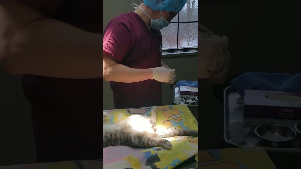 Feline Neuter Prep Part 2