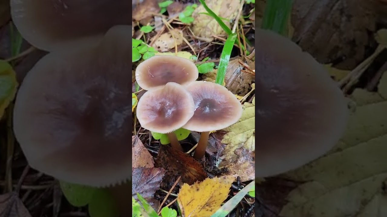 Коллибия масляная ,каштановая .Rhodocollybia butyracea /
