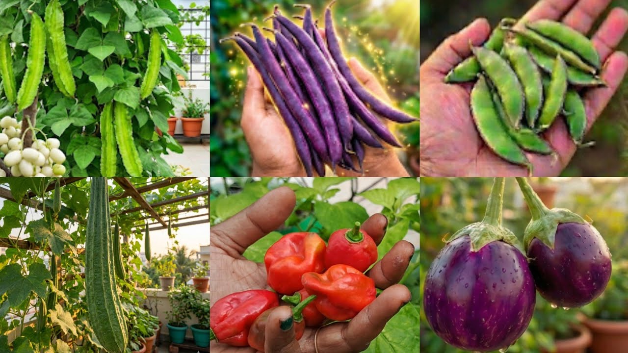 Siragu avarai  Harvest in our Terrace Garden #shortsfeed #garden #terracegardenindia #trendingshorts