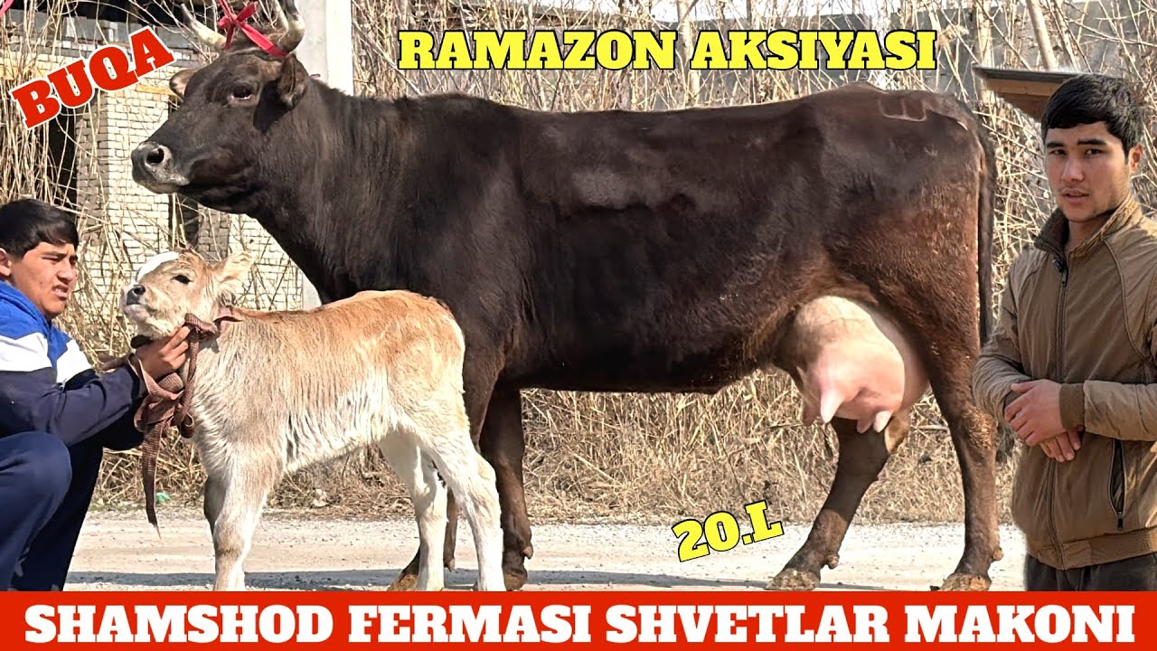 SHVETLAR MAKONI BOLASI BUQA 18.MILLION😱BU BOLA YONDIRADI😳ULGURIB QOLIN