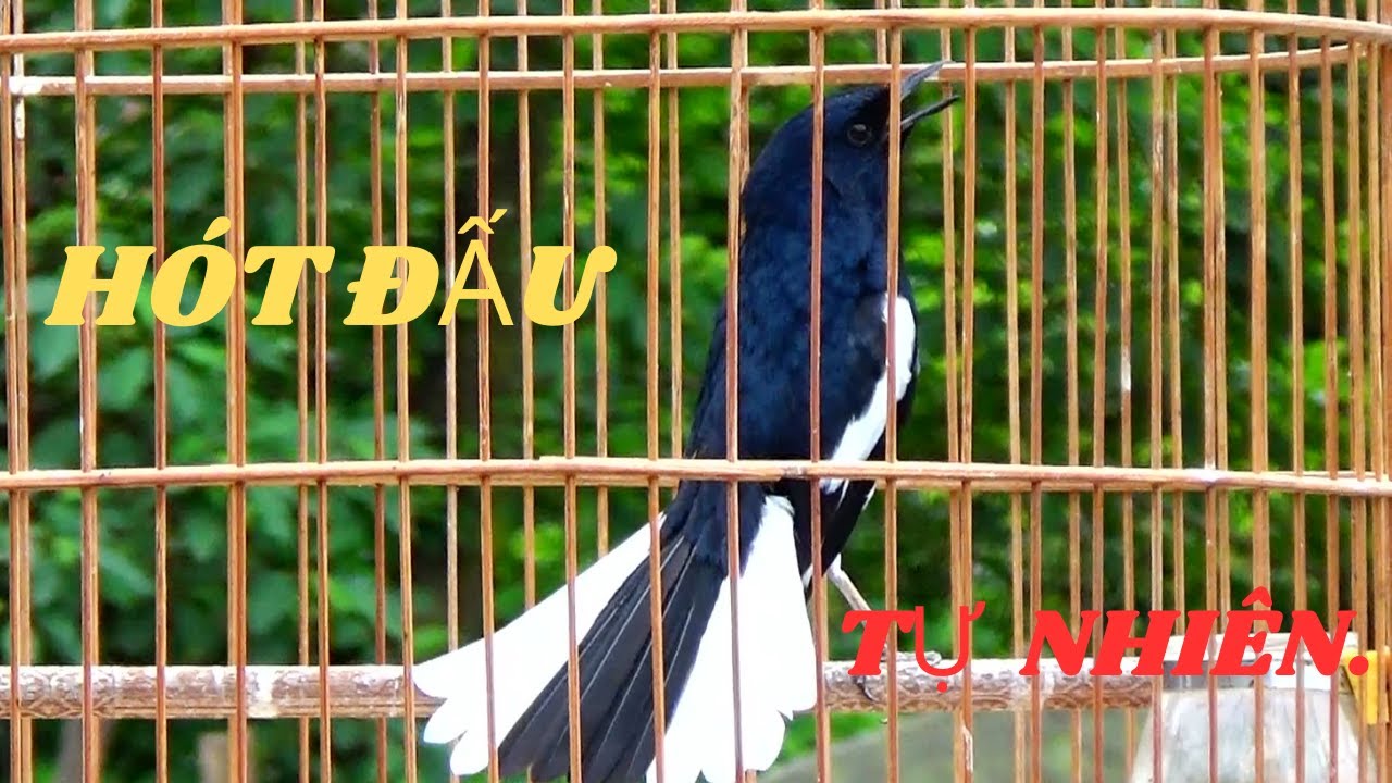 Choè Than Hót Đấu,Xoè Với Chim Ngoài Tự Nhiên // Luyện Giọng Cho Chim Chích Choè Hót Đấu.