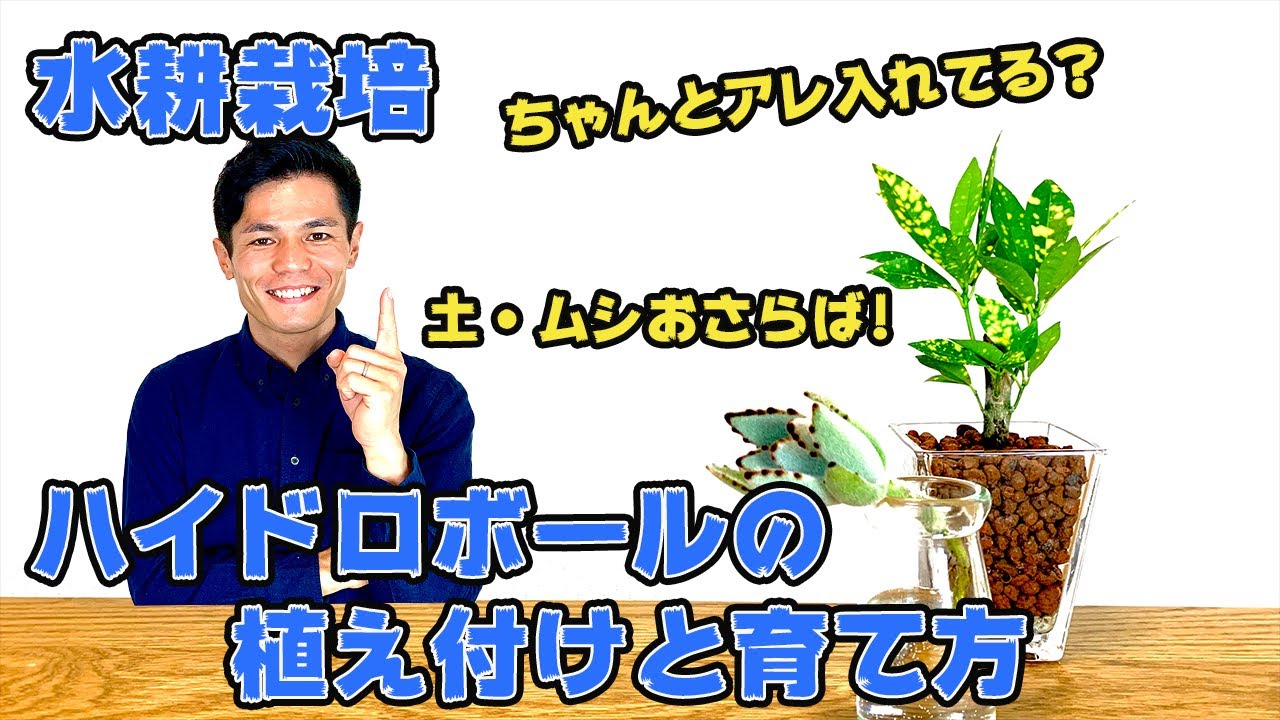 【水耕栽培】ハイドロボールの植替えと育て方