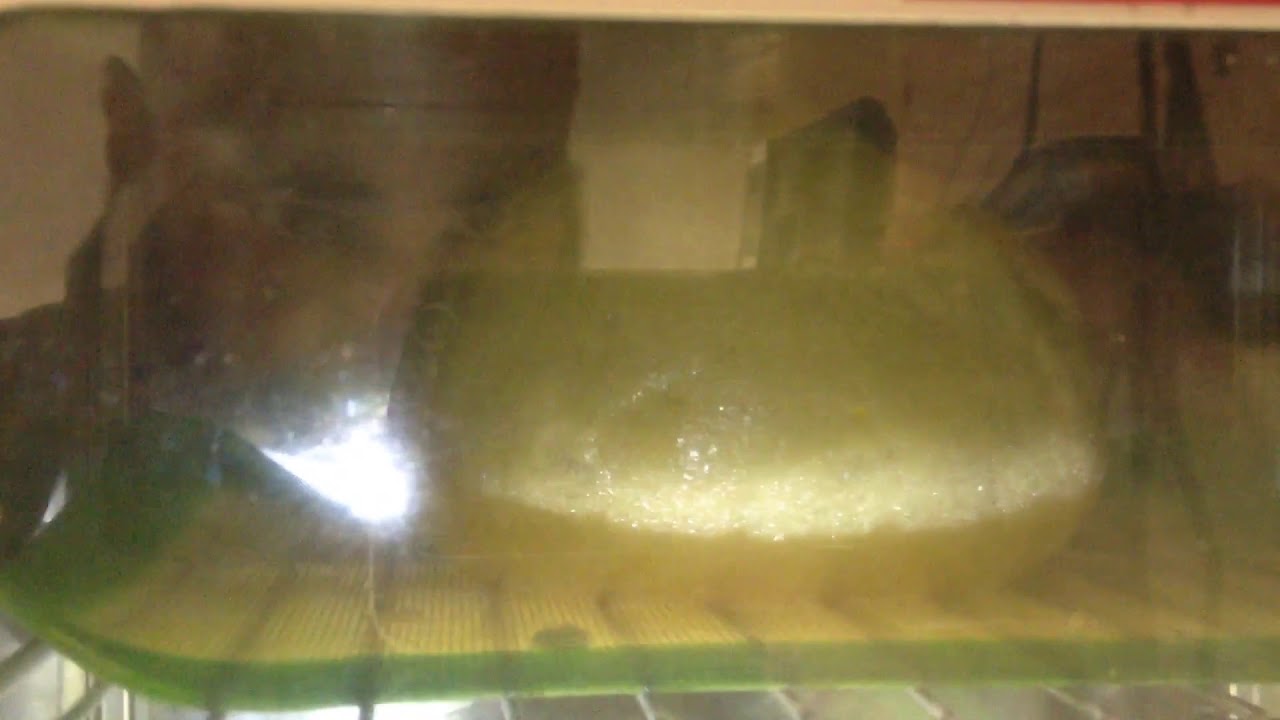 FIRST MUFFIN RISING  (OG SHATTER)