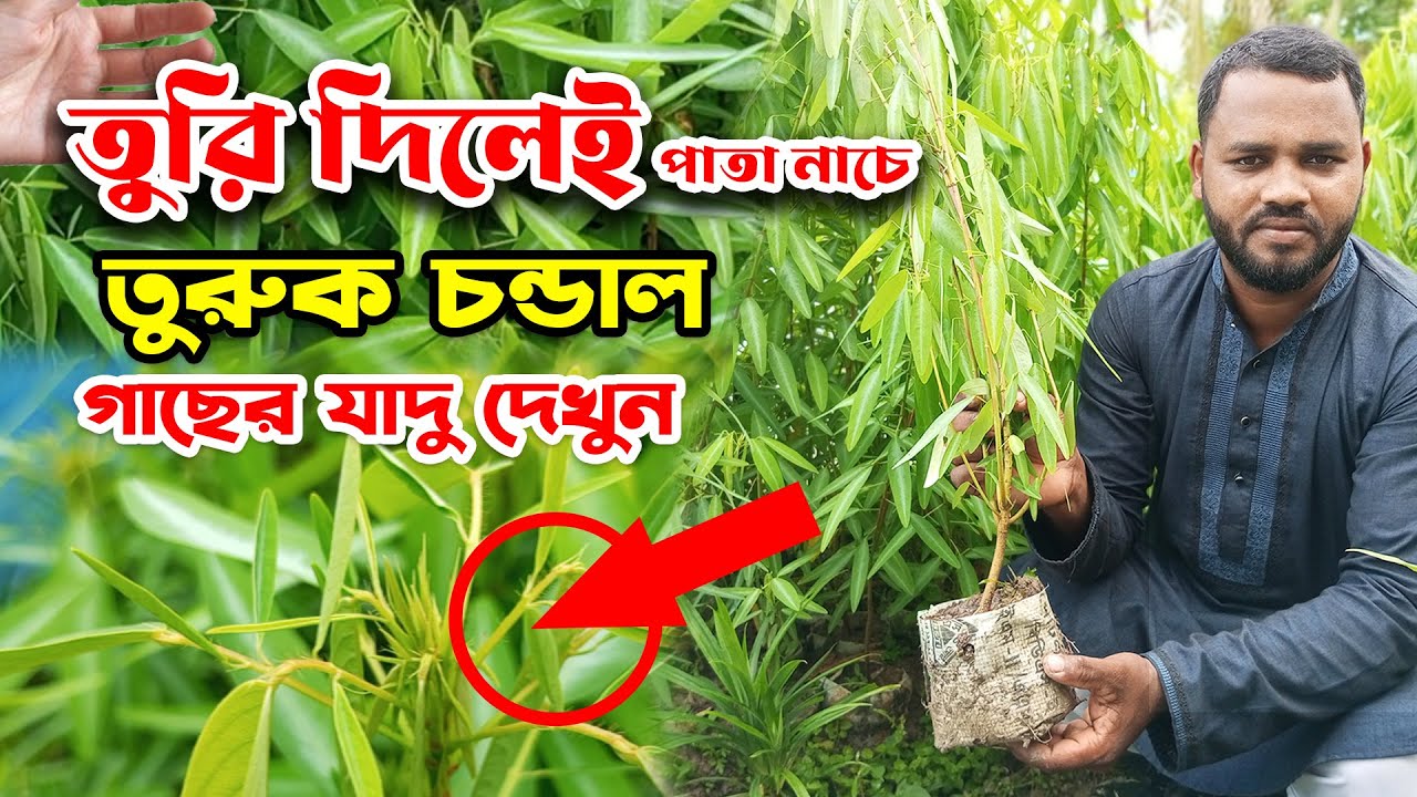 তুরি দিলেই পাতা নাচে  তুরুক চন্ডাল বা বনচন্ডাল গাছের যাদু দেখুন