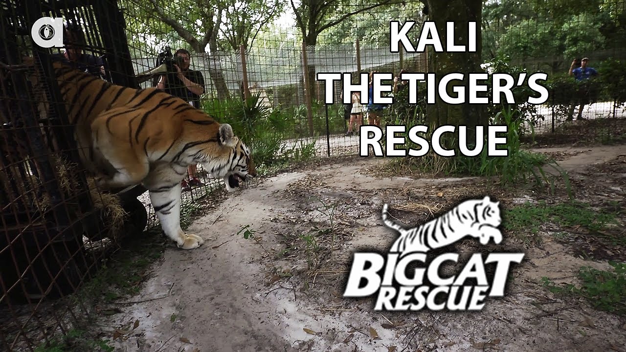 Kali the Tiger's Rescue