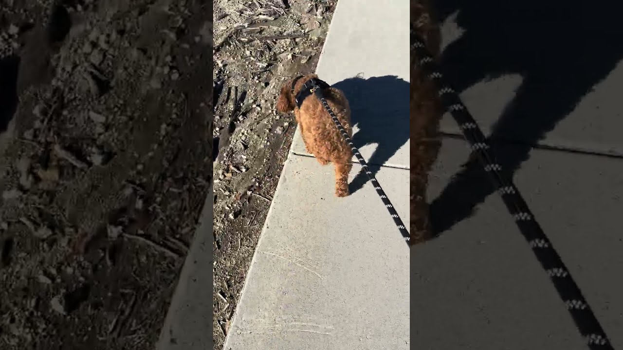 Mini Golden Doodle Walking Tour 
