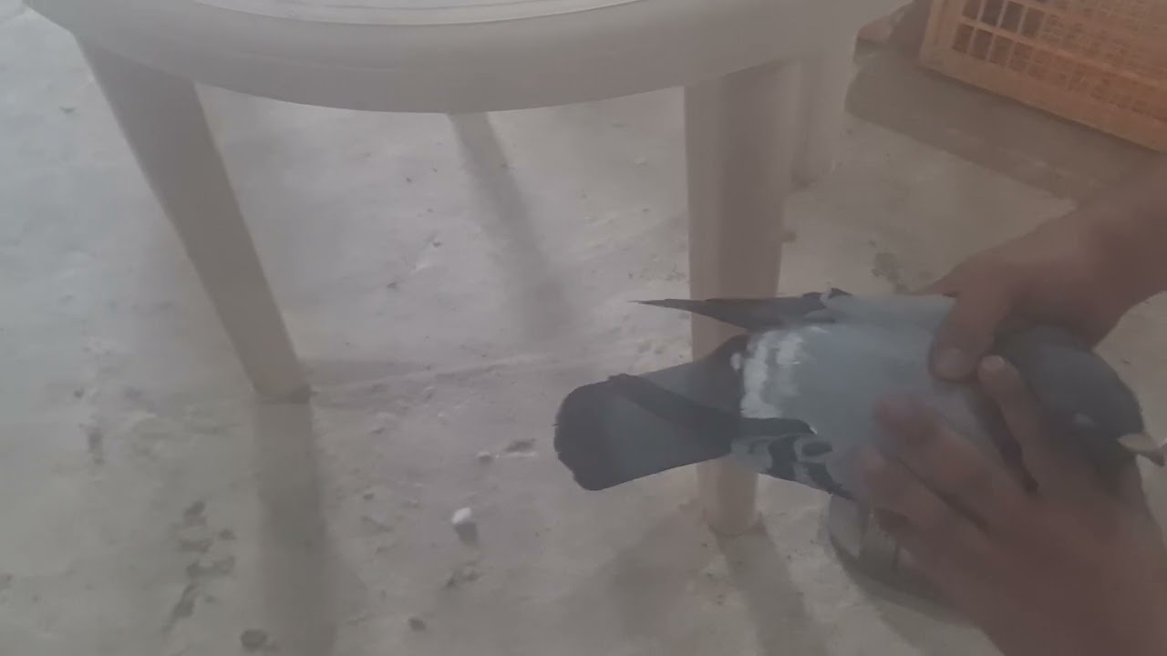 هذي مواصفات الزاجل  الهنقاري الصحيح ولسباق مسافات طويل وحجم اكبر شي في الزاجل ونسي كل اللي شفت قبل✋