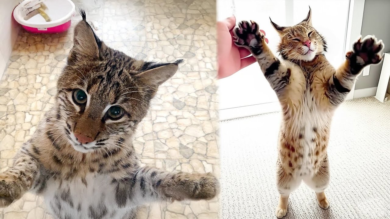 Young Bobcat Sneaks Into a Home To Adopt a Woman Who Has Been Kind To Her