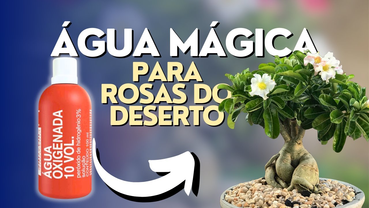 O MILAGRE da água oxigenada para as Rosas do Deserto!