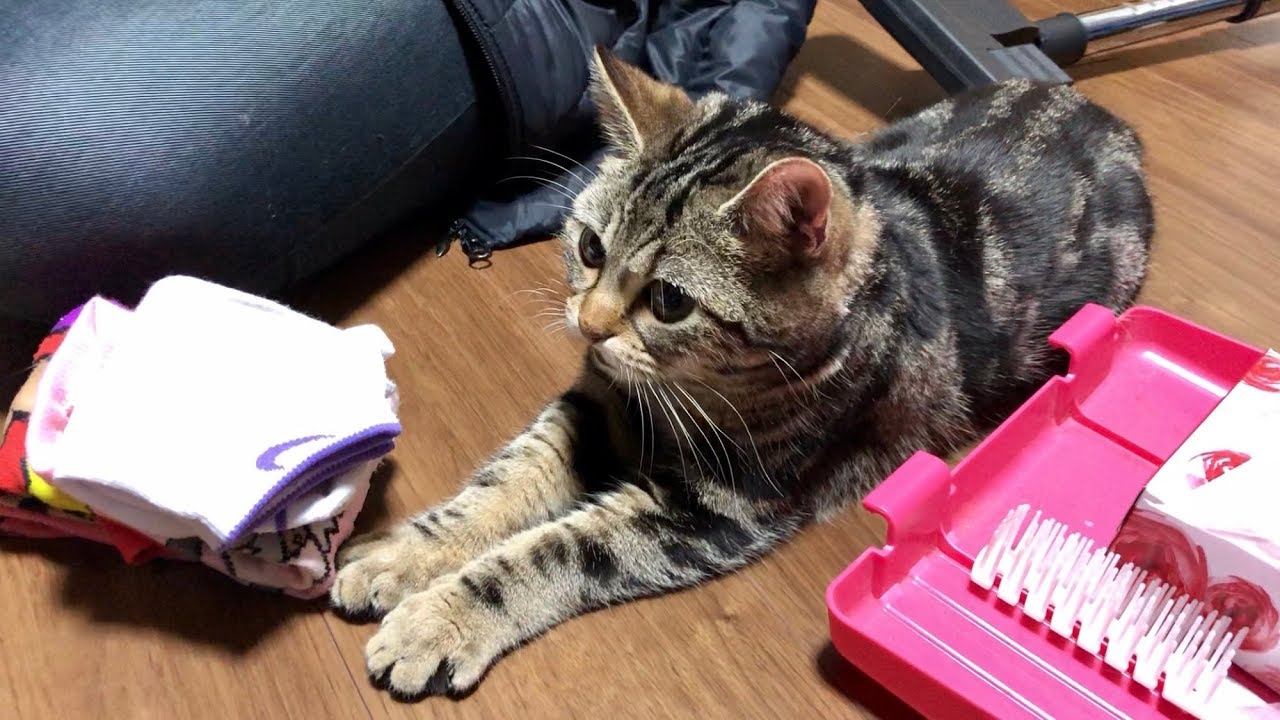 洗濯物をたたむ妹にイタズラして絶対に離れようとしない猫ｗ
