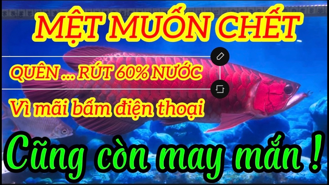 CÁ RỒNG 2: SỰ CỐ THAY NƯỚC 60%… HÚ HỒN !