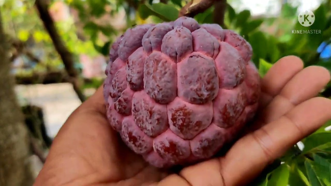 Red Custard Apple Thai variety