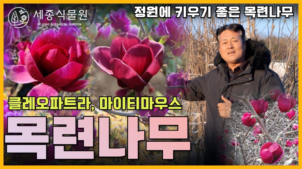 향기 가득한 고귀한 봄꽃 목련나무 ! 클레오파트라,마이티마우스 정원에 키우기 쉬운 목련나무 추천! / 세종식물원
