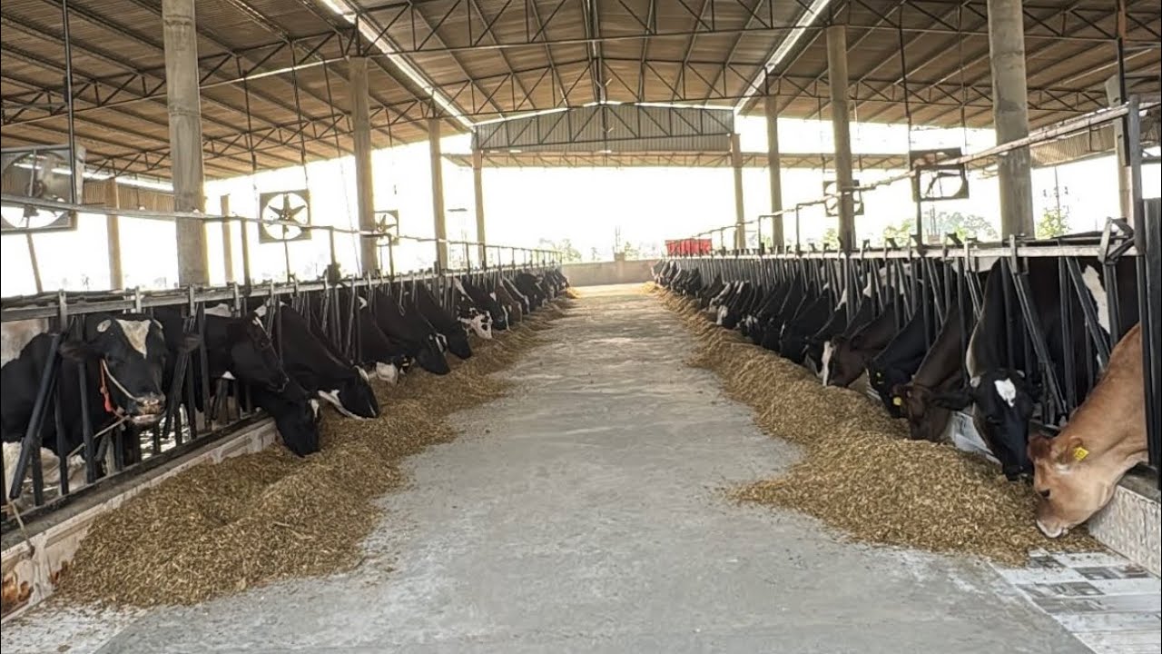 Top quality hf cows 🐄