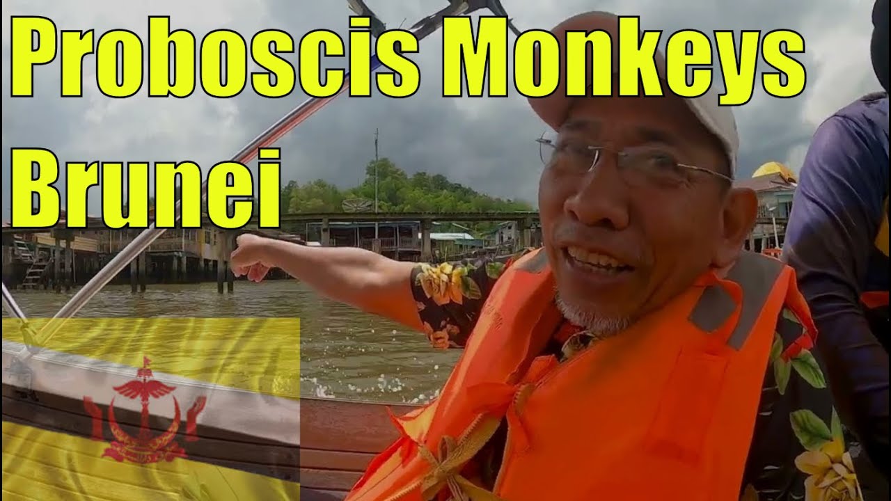Local Takes Me To Find Monkeys on Brunei River SHOCKED! 🇧🇳