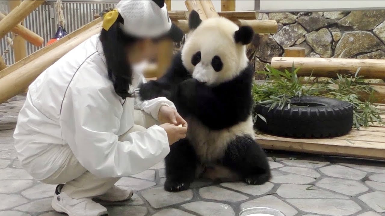 【子パンダ✨】🐼結浜のミルクタイム🎀🍼✨【ノーカット♪】　Giant Panda -Yuihin-☆Milk Time♪