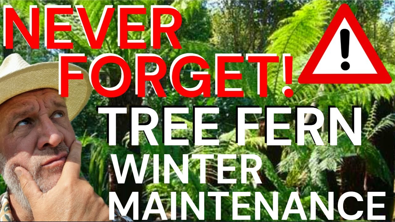 Tree Fern Winter Maintenance - Dicksonia antarctica