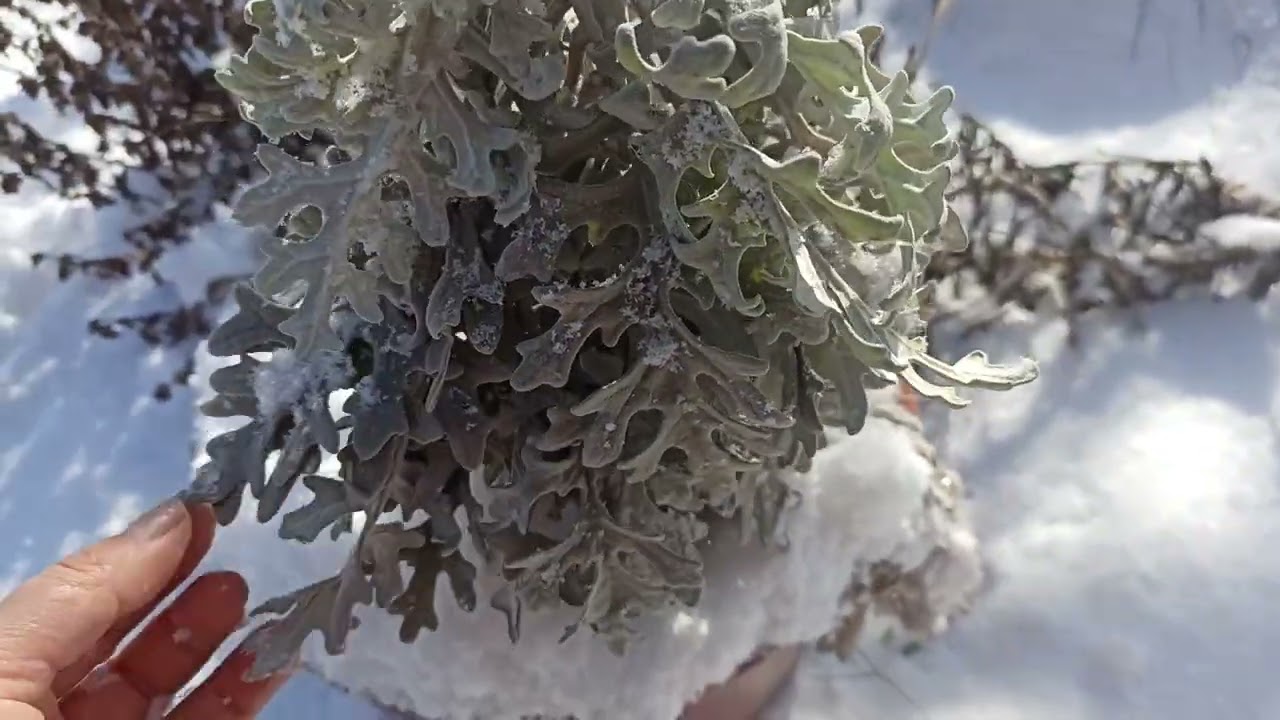 Зимова Дачка. Прогулялась вперше в цьому році) #2026 #snow #flowers #насіння #garden