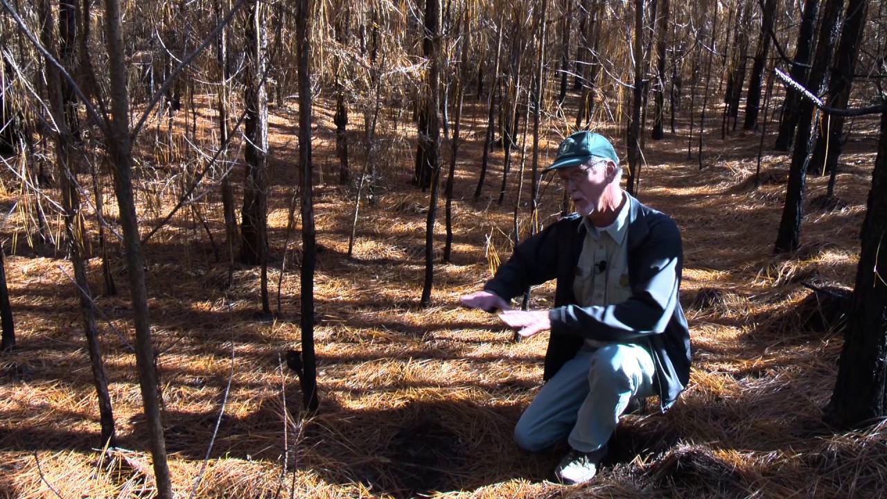 Prescribed Burn in Longleaf Pine Forests