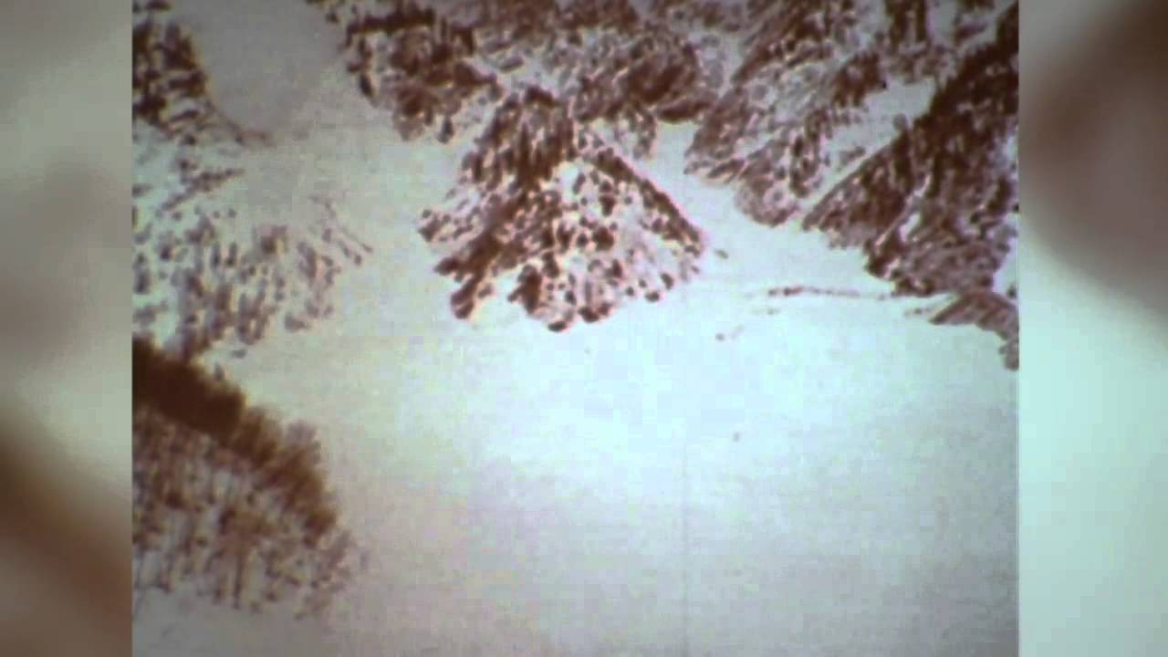 Anatomy of an Avalanche - Big, Powerful, Fast - Len's Slidepath, Rogers Pass