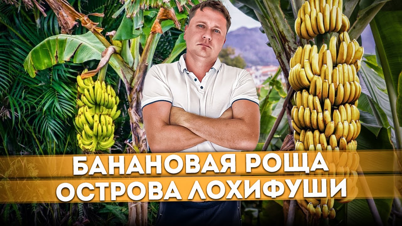 Как выращивают бананы на Мальдивах | Банановая роща на острове Лохифуши | Мальдивы #20