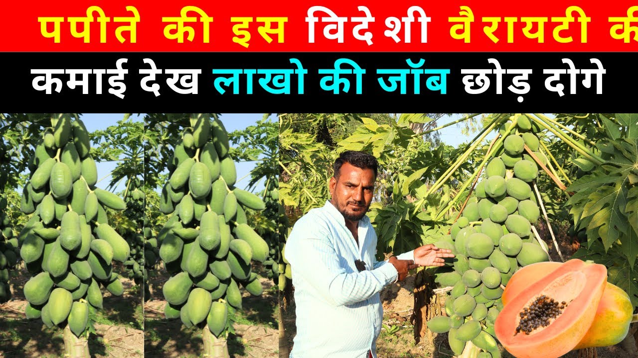 पपीते खेती से 6 महीने में 9 लाख की कमाई l Papite ki kheti l Papaya Farming @IndianFarmingTechnology