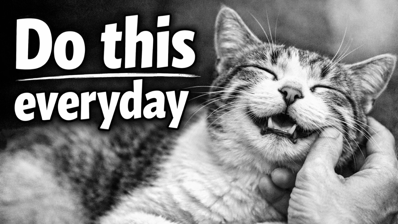 Do These 7 Things And Your Cats Know You Love Them (Most Owners Do Wrong)