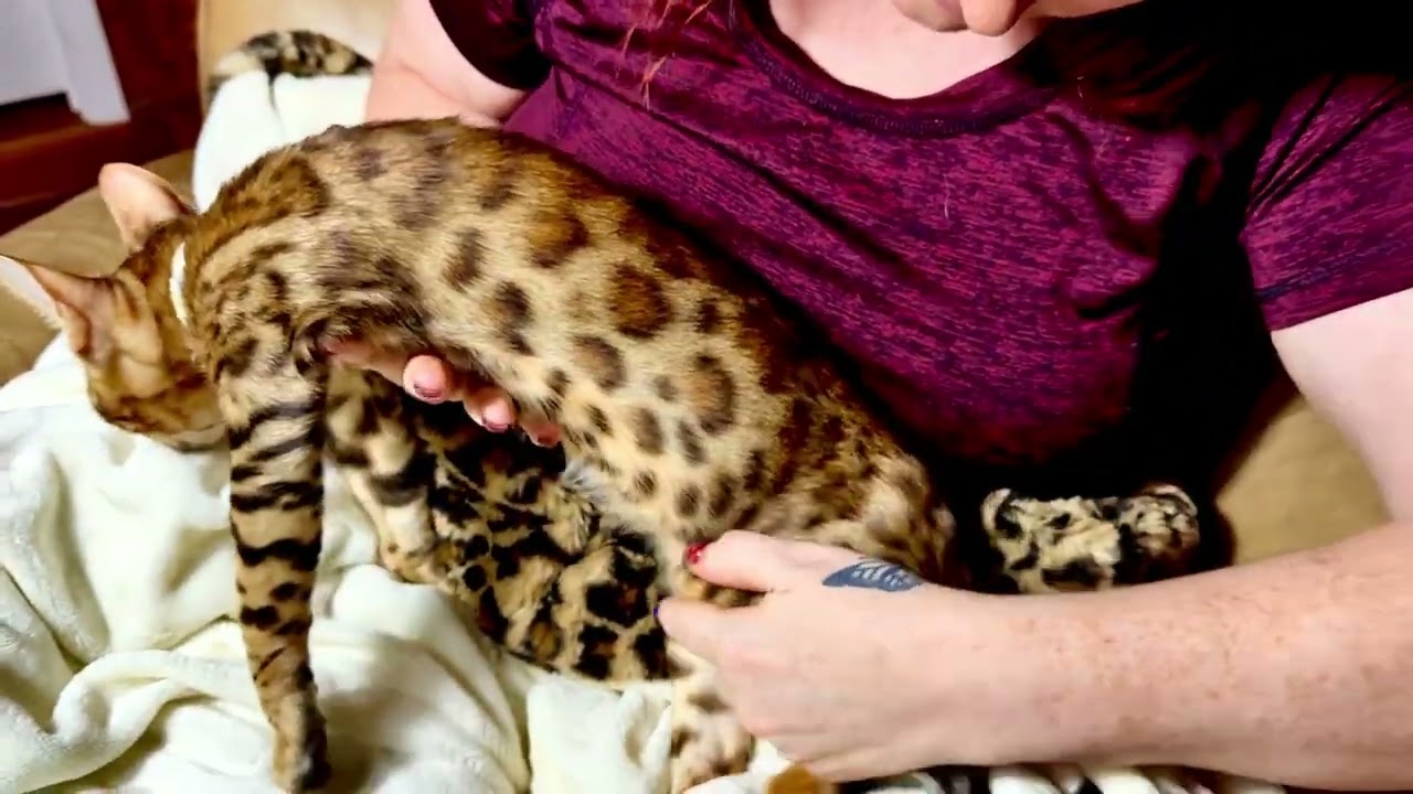 Brown boy: Max (Ember 3.3.25)