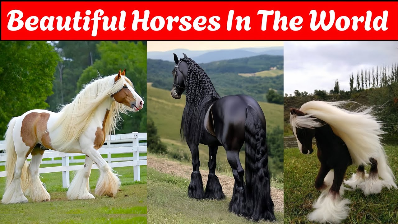 Beautiful 🥰 Horses 🥰 In The World 🌍 | Horses Beautiful Video 