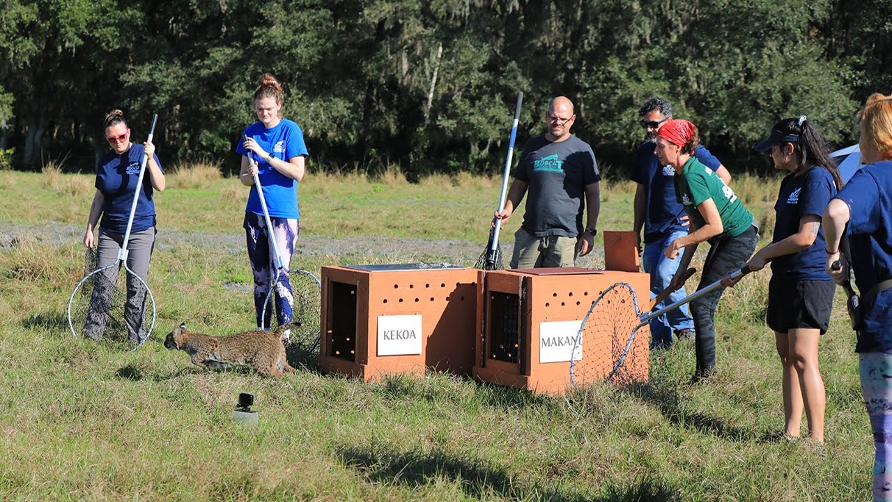 2 Bobcats Run Free Today!  Rescued, Rehabbed, & Returned to the Wild - Makani & Kekoa