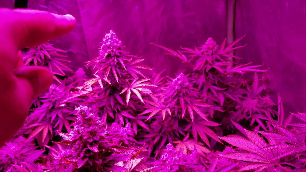 Alien OG Kush update 9 weeks flowering bud and flower everywhere