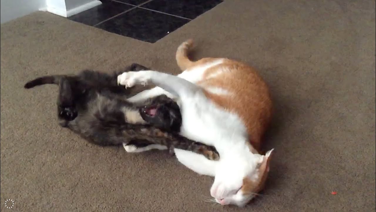 INTENSE CATFIGHT IN SLOW MOTION!