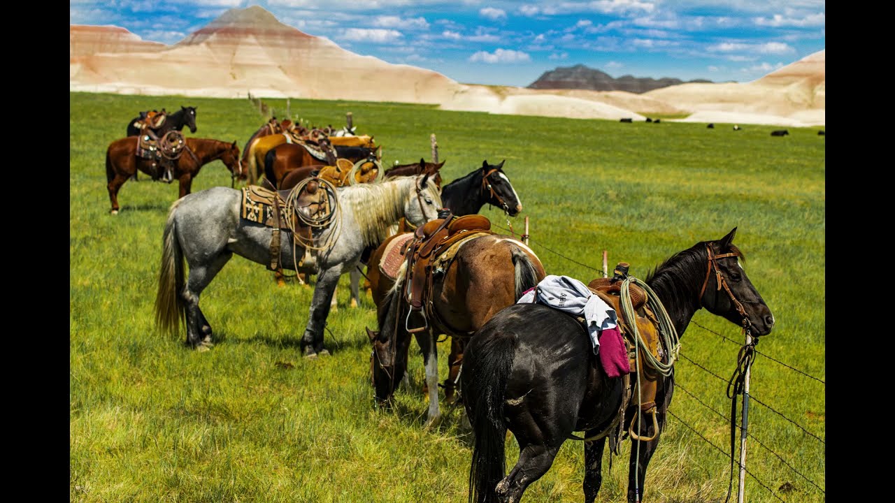 A Cattle Roundup, Badlands, South Dakota