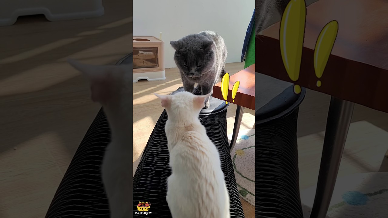 СМЕШНЫЕ КОШКИ😹2024 Part 77